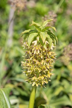 Close up of green pineapple lily (eucomis) flowers in bloom