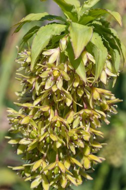 Close up of green pineapple lily (eucomis) flowers in bloom