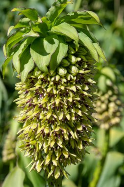 Close up of green pineapple lily (eucomis) flowers in bloom
