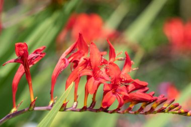 Close up of a crocosmia paniculata flower in bloom
