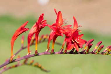 Close up of a crocosmia paniculata flower in bloom