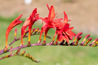 Close up of a crocosmia paniculata flower in bloom