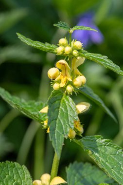 Çiçek açan sarı bir başmeleğin (lamium galeobdolon) kapağını kapat