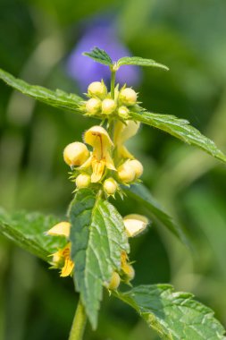 Çiçek açan sarı bir başmeleğin (lamium galeobdolon) kapağını kapat