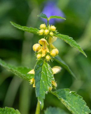 Çiçek açan sarı bir başmeleğin (lamium galeobdolon) kapağını kapat
