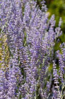 Close up of Russian sage (salvia yangii) flowers in bloom