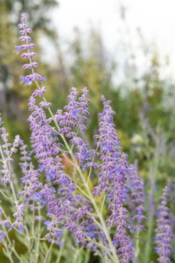Close up of Russian sage (salvia yangii) flowers in bloom