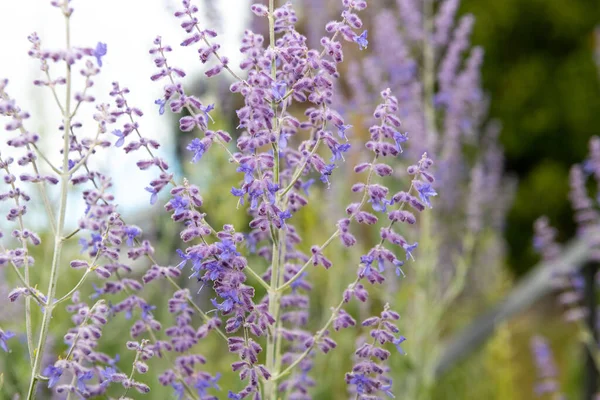 Close up of Russian sage (salvia yangii) flowers in bloom