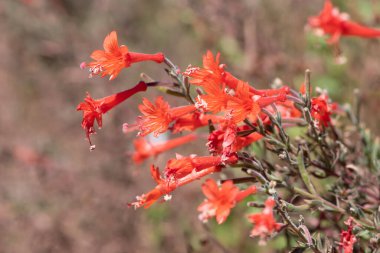 Close up of California fuchsia (epilobium canum) flowers in bloom