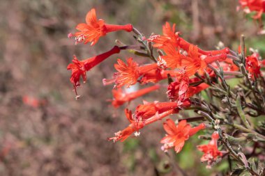 Close up of California fuchsia (epilobium canum) flowers in bloom