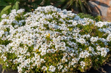Close up of evergreen candytuft (iberis sempervirens) flowers in bloom