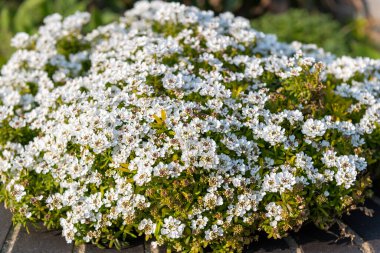 Close up of evergreen candytuft (iberis sempervirens) flowers in bloom