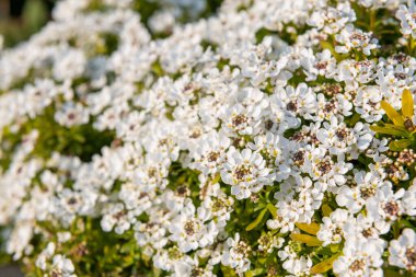 Close up of evergreen candytuft (iberis sempervirens) flowers in bloom