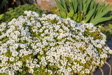 Close up of evergreen candytuft (iberis sempervirens) flowers in bloom