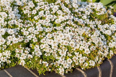 Close up of evergreen candytuft (iberis sempervirens) flowers in bloom