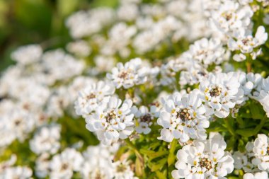 Close up of evergreen candytuft (iberis sempervirens) flowers in bloom