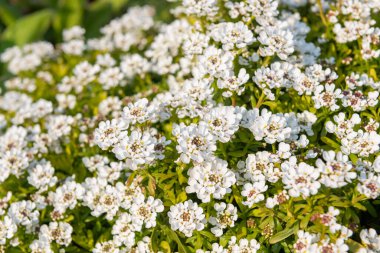 Close up of evergreen candytuft (iberis sempervirens) flowers in bloom