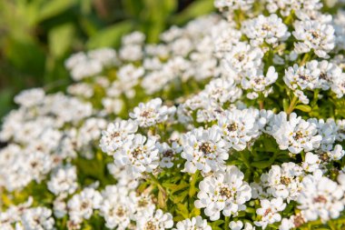 Close up of evergreen candytuft (iberis sempervirens) flowers in bloom