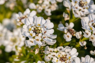 Close up of evergreen candytuft (iberis sempervirens) flowers in bloom