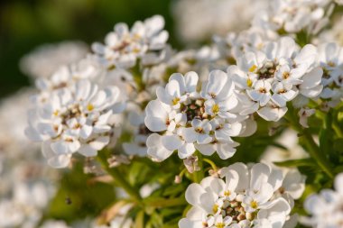 Close up of evergreen candytuft (iberis sempervirens) flowers in bloom
