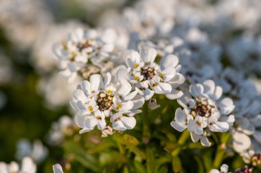 Close up of evergreen candytuft (iberis sempervirens) flowers in bloom