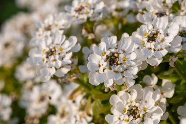 Close up of evergreen candytuft (iberis sempervirens) flowers in bloom