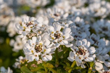 Close up of evergreen candytuft (iberis sempervirens) flowers in bloom