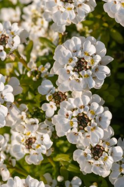 Close up of evergreen candytuft (iberis sempervirens) flowers in bloom