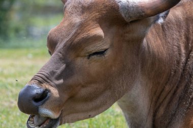 Dişi bir Afrika bufalosunun kafasından vuruşu (syncerus caffer)