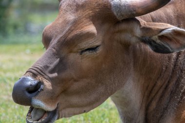 Dişi bir Afrika bufalosunun kafasından vuruşu (syncerus caffer)
