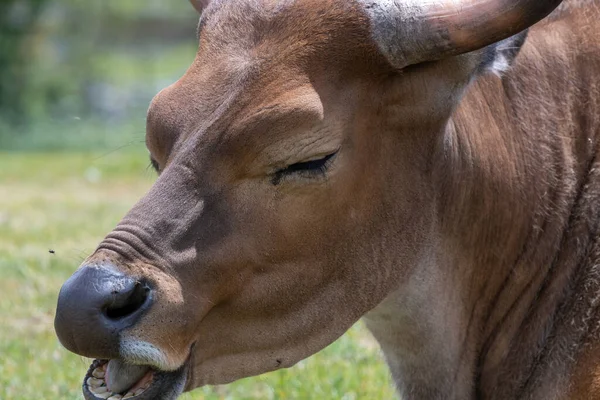 Dişi bir Afrika bufalosunun kafasından vuruşu (syncerus caffer)