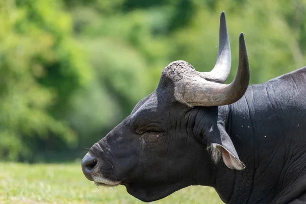 Head Shot Male African Buffalo Syncerus Caffer — Stock Photo, Image