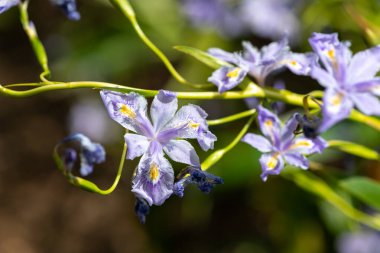 Çiçek açan pembe bambu zambaklarına (iris conusa) yakın plan