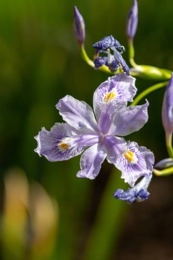 Çiçek açmış pembe bir bambu iris (iris konfüsus) çiçeğine yaklaş