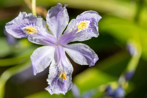 Nahaufnahme Einer Rosa Bambus Iris Iris Confusa Blume Blüte — Stockfoto