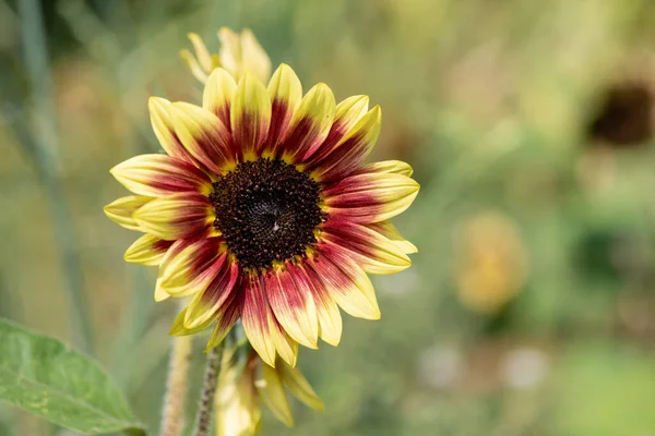Close up of a red and yellow sunflower(helianthus annuus) head