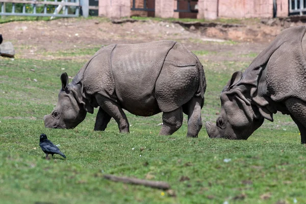 Two Indian Rhinoceroses Rhinoceros Unicornis Grazing — Stock Photo, Image