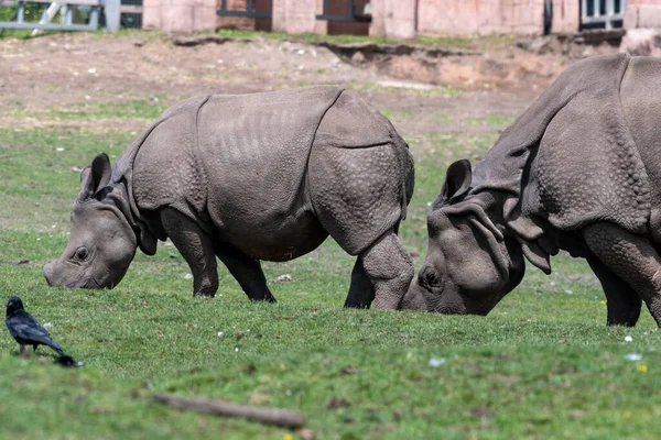 Two Indian Rhinoceroses Rhinoceros Unicornis Grazing — Stock Photo, Image