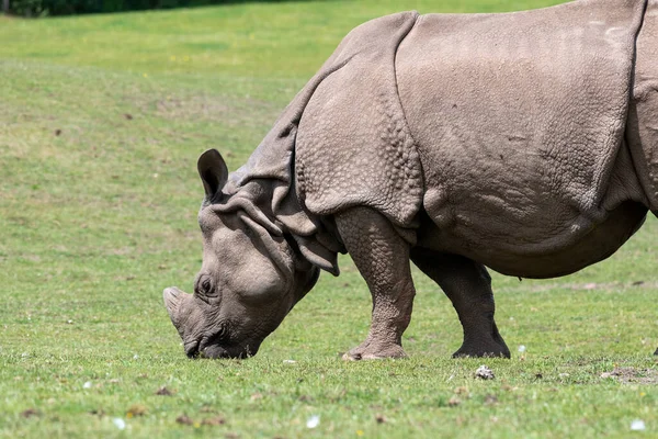 Portrait Indian Rhinoceros Rhinoceros Unicornis Grazing — Stock Photo, Image