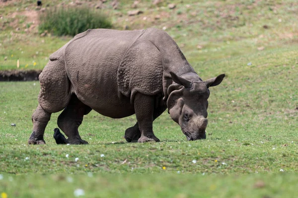Portrait Indian Rhinoceros Rhinoceros Unicornis Grazing — Stock Photo, Image