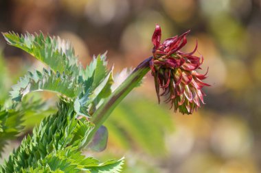 Dev bir bal çiçeğine (melianthus major) çiçek açarak yaklaş