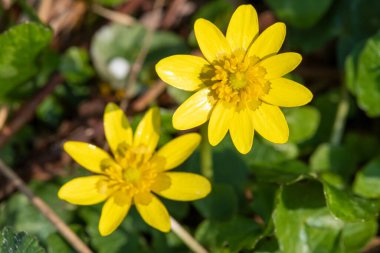 Daha küçük bir selandin (ficaria verna) çiçeğinin makro çekimi