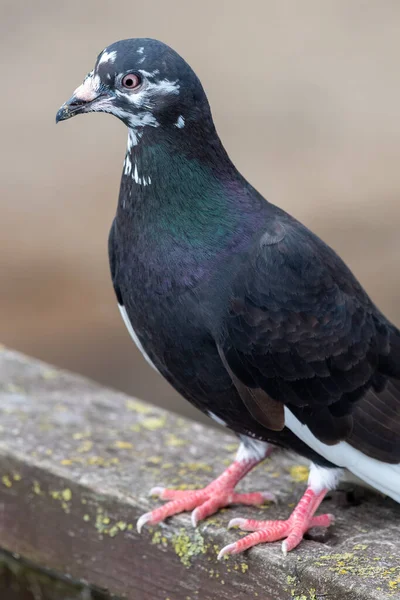 Detailní Portrét Holuba Columba Livia — Stock fotografie