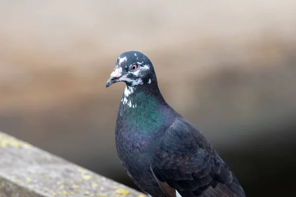 Detailní Portrét Holuba Columba Livia — Stock fotografie