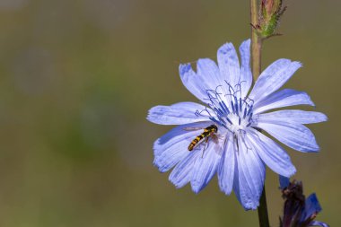 Çiçek açmış bir hindibaya (cichorium intybus) yaklaş