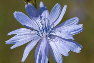 Çiçek açmış bir hindibaya (cichorium intybus) yaklaş