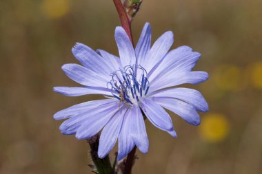 Çiçek açmış bir hindibaya (cichorium intybus) yaklaş