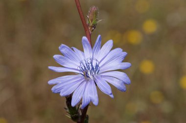 Çiçek açmış bir hindibaya (cichorium intybus) yaklaş