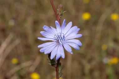 Çiçek açmış bir hindibaya (cichorium intybus) yaklaş