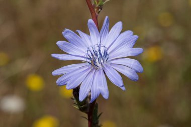 Çiçek açmış bir hindibaya (cichorium intybus) yaklaş